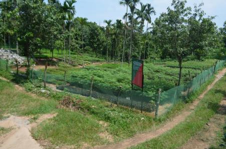 Forest Nursery